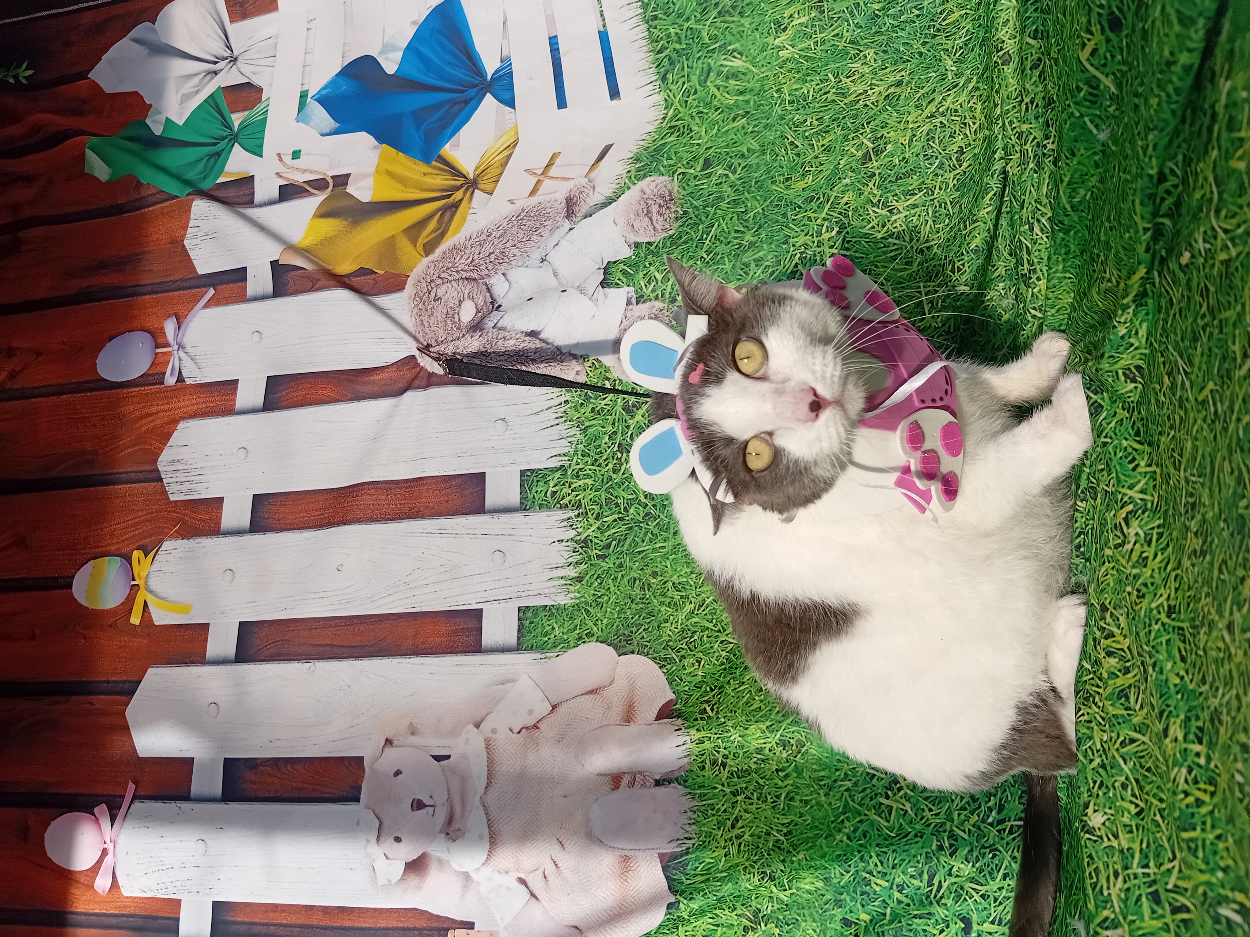 Foto do banho de Koya Kurenai