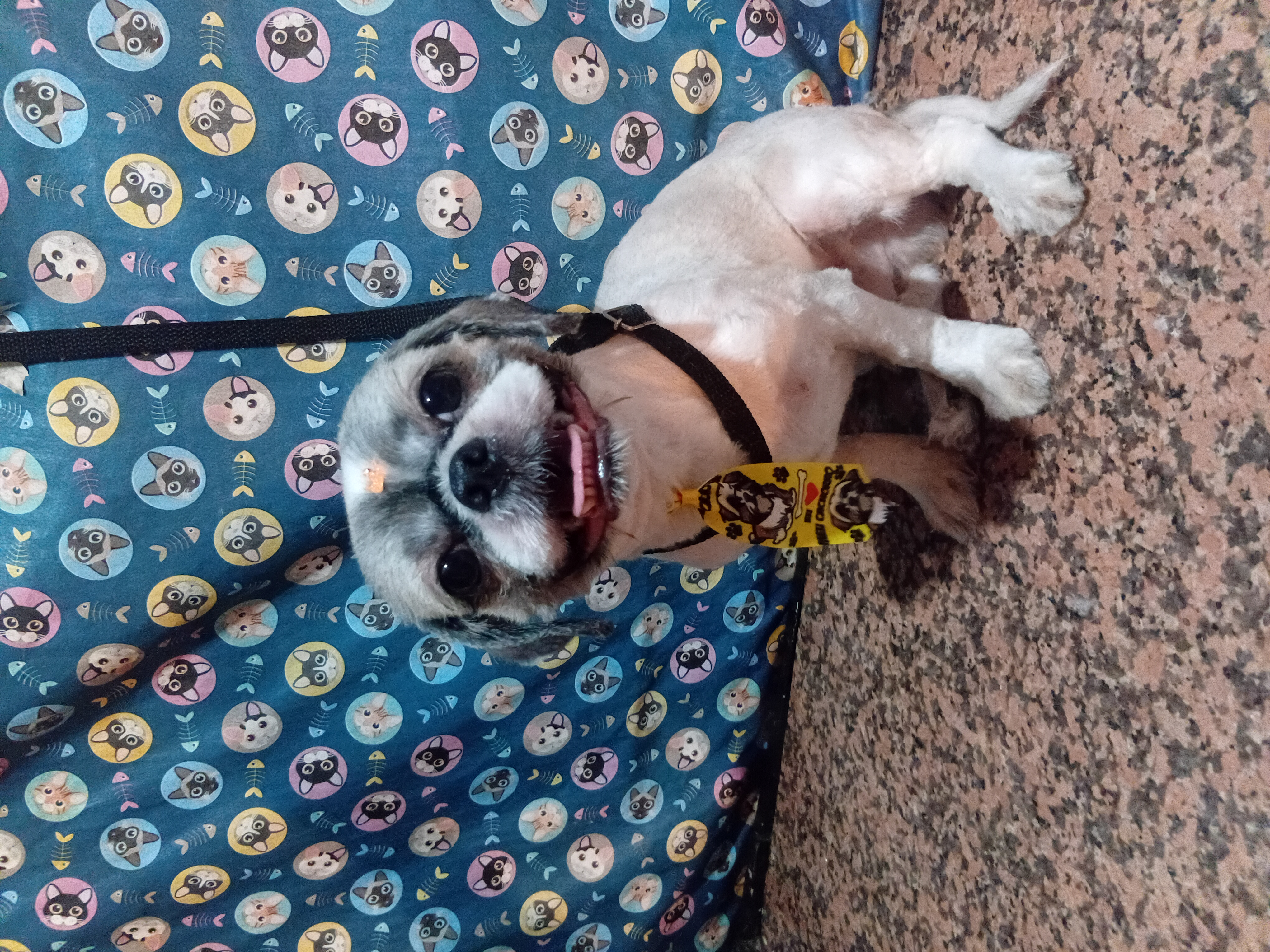 Foto do banho de Thor