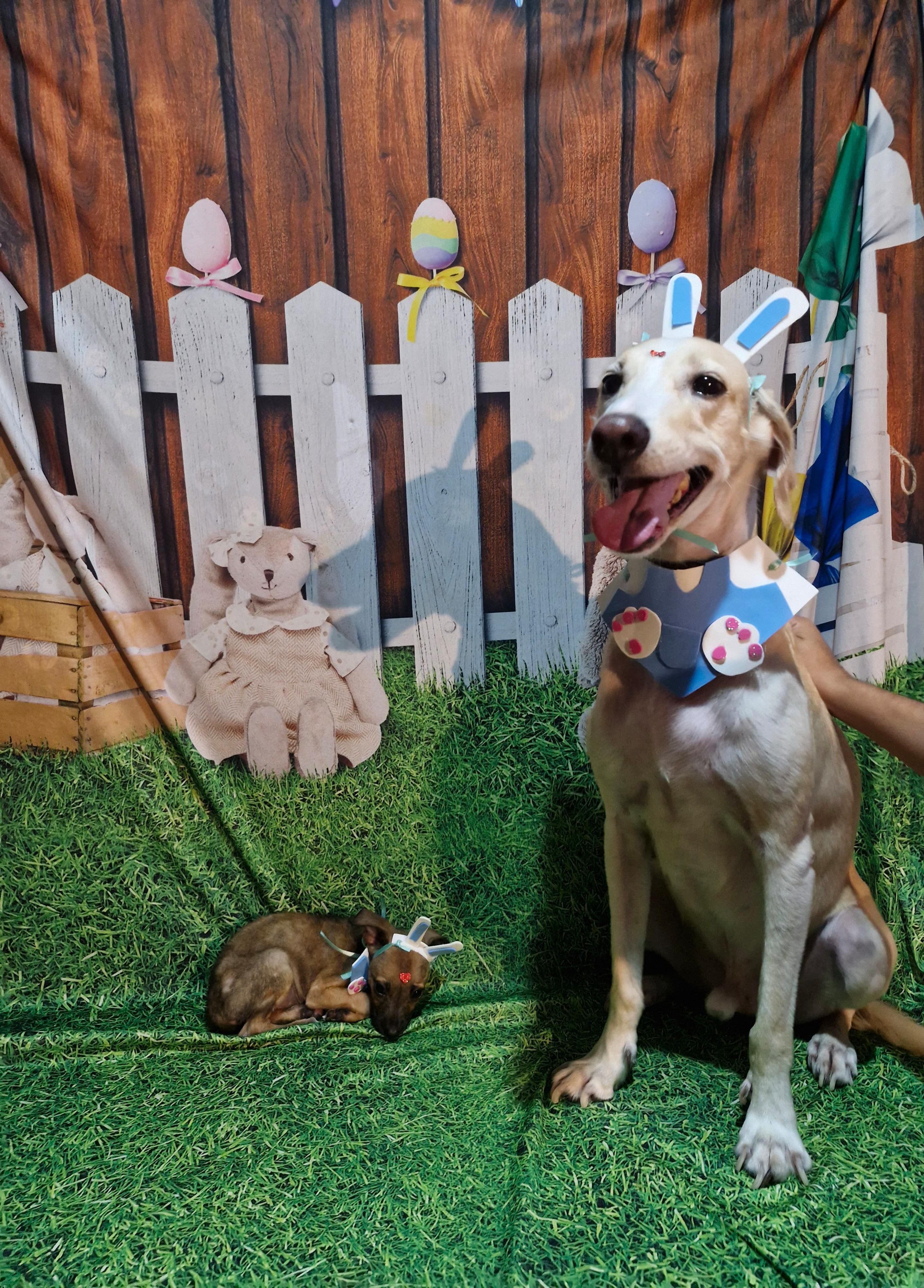 Foto do banho de Dinho