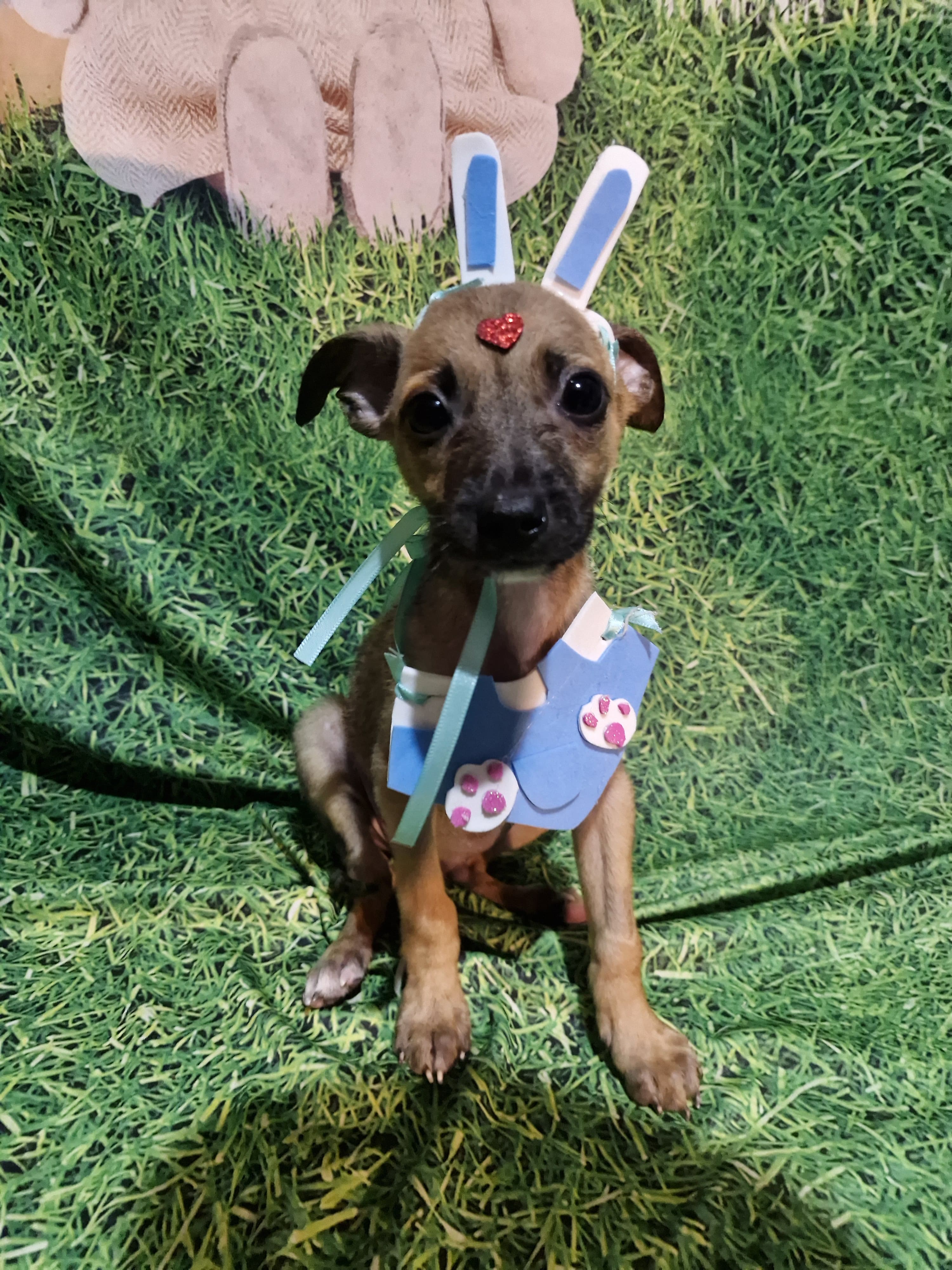 Foto do banho de Junior